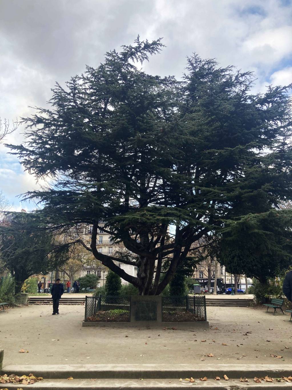 Le cèdre du Liban de l’île Saint-Louis, à Paris, est-il condamné ?