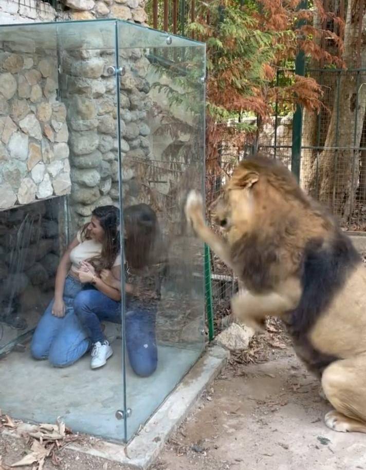 Quand une journée au zoo, au Kesrouan, vire au drame pour un petit garçon