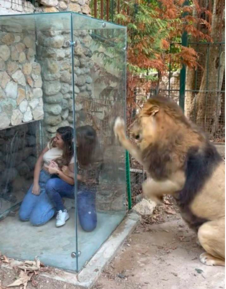 When a day at the zoo, in Metn, ends in tragedy