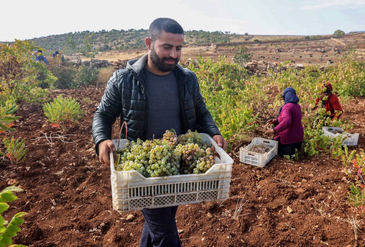 En Turquie, un vin « éternel » pour faire renaître la culture assyrienne