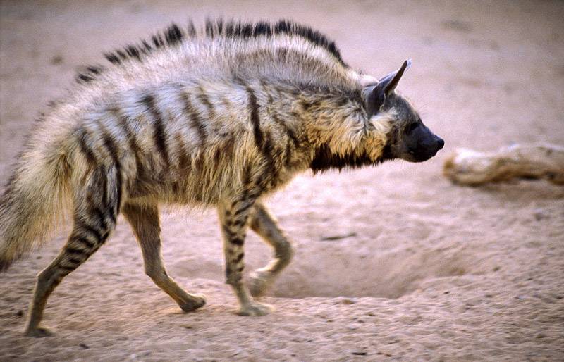 Snowfall in mountains pushes hyenas to 'invade' some Bekaa villages