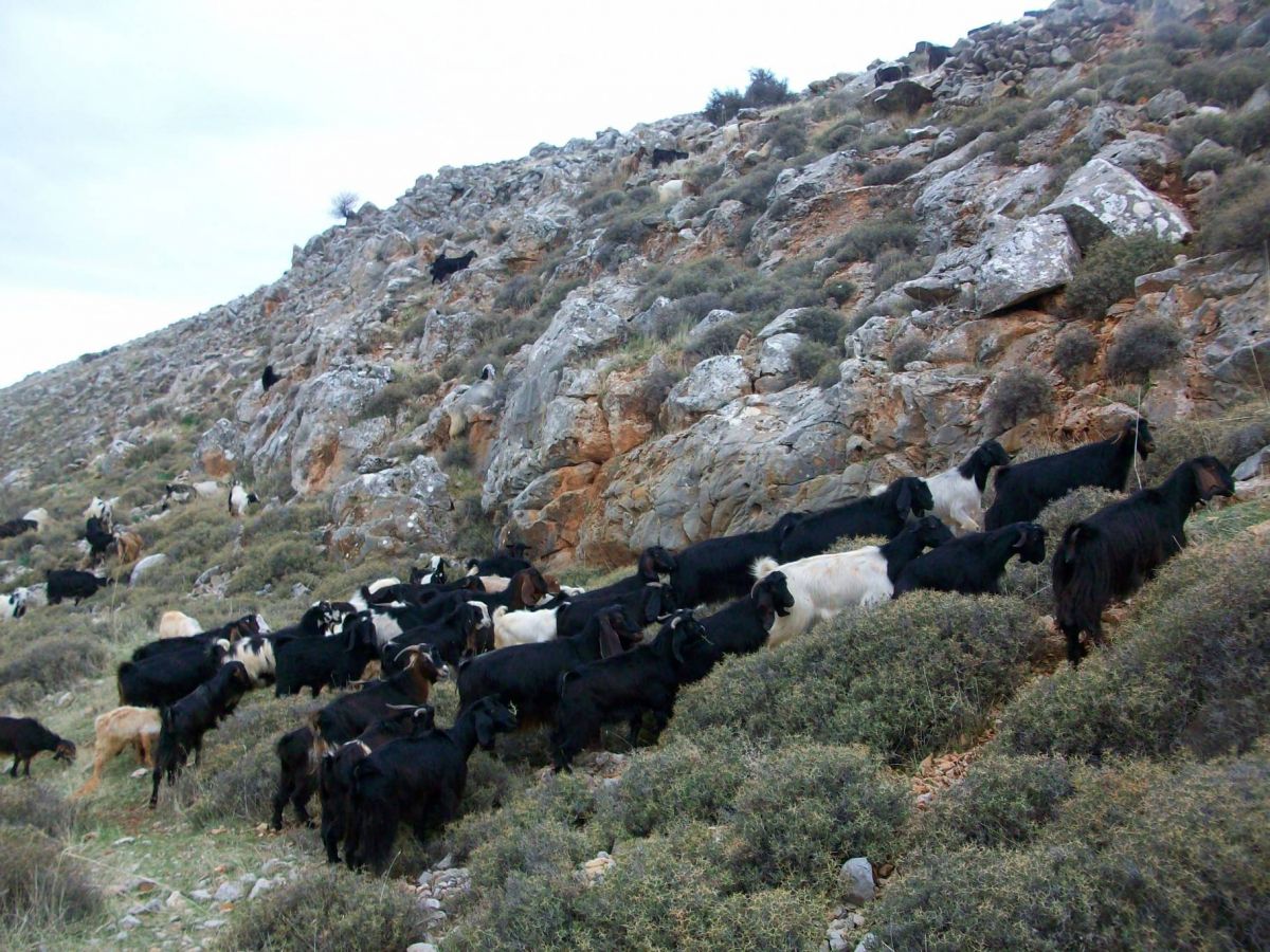 Le LCPS se penche sur l’impact de la crise sur les petits producteurs