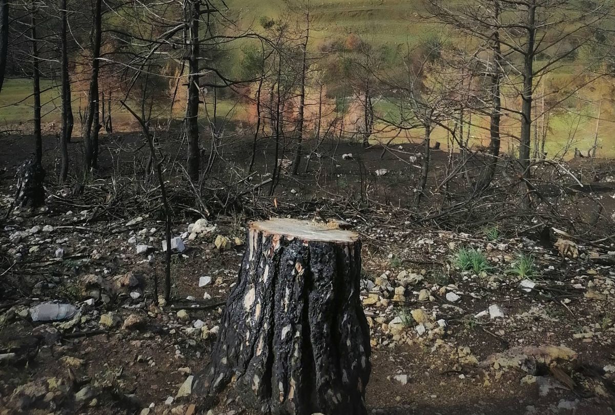 A tale of opportunity and need: Illegal logging is rife in North Lebanon A tale of opportunity and need: Illegal logging is rife in North Lebanon