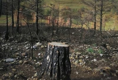 A tale of opportunity and need: Illegal logging is rife in North Lebanon