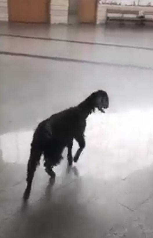 Au Palais de justice de Jdeidé, une chèvre trop curieuse...