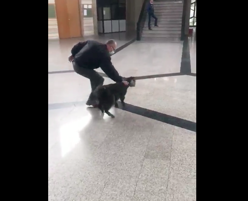 Wayward goat wanders into Metn Justice Palace Wayward goat wanders into Metn Justice Palace
