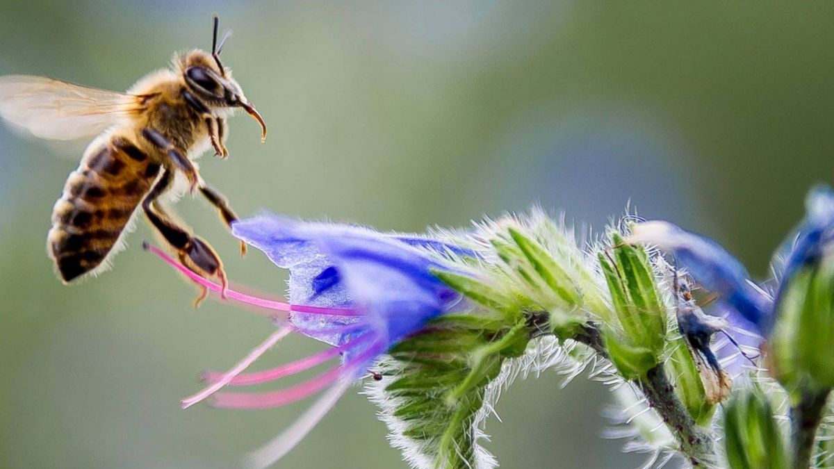 Plus de 200 ruches d'abeilles détruites par des inconnus dans le Chouf Plus de 200 ruches d'abeilles détruites par des inconnus dans le Chouf