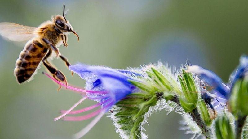 Plus de 200 ruches d'abeilles détruites par des inconnus dans le Chouf