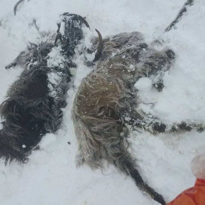 Supplies delivered to snowed-in Akkar shepherds as their herd is decimated by the cold