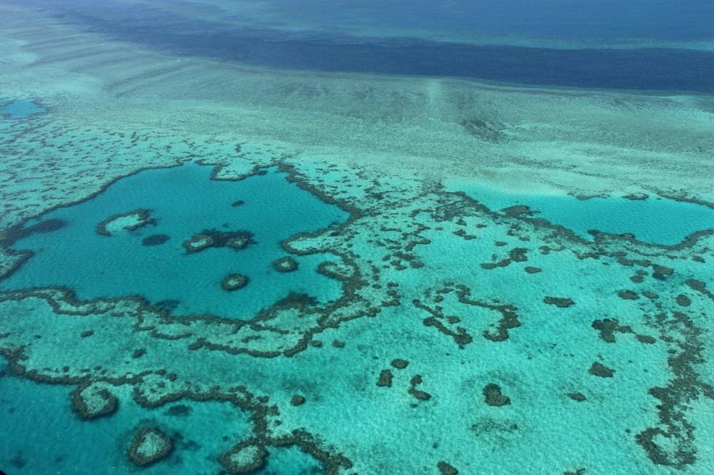 La Grande Barrière de corail victime d'un 
