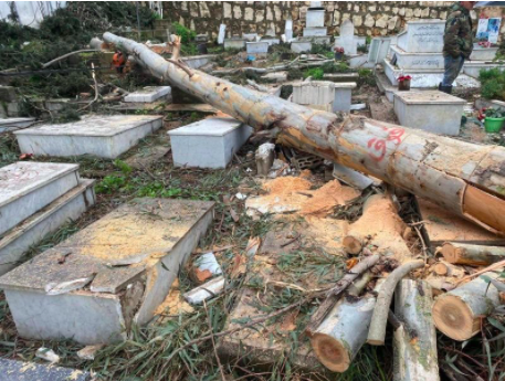 Massive felling of trees in Kfar Roummane: The case before the courts