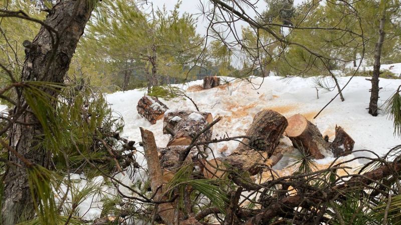 Akkar village calls for state help to stop illegal tree cutting