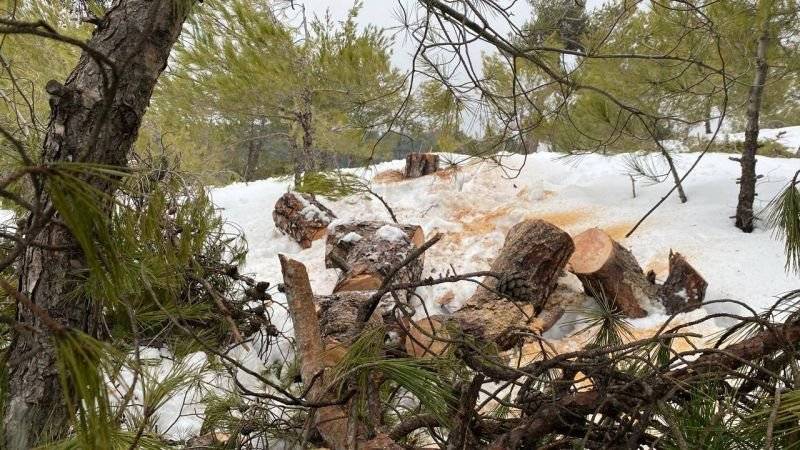 Un village du Akkar interpelle l'État sur l'abattage illégal d'arbres