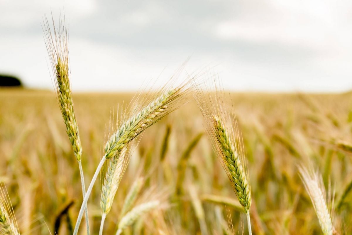 Importations de blé au Liban : le point sur l’impact du conflit russo-ukrainien