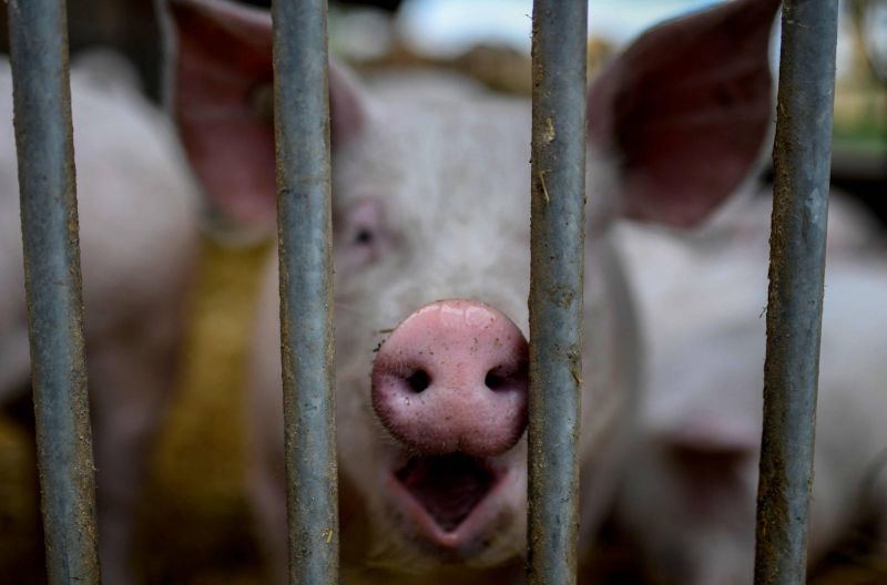 Même les porcs méritent qu'on les écoute, selon des chercheurs