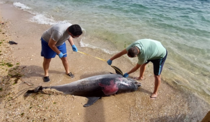 Deuxième dauphin échoué sur une plage dans le Sud en deux jours