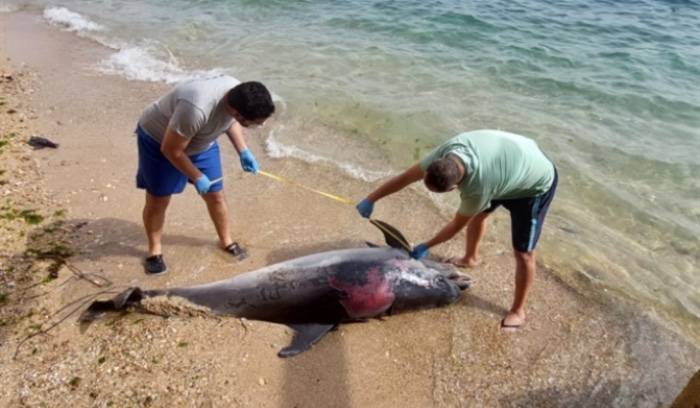 Second dolphin in two days found stranded on a beach in South Lebanon