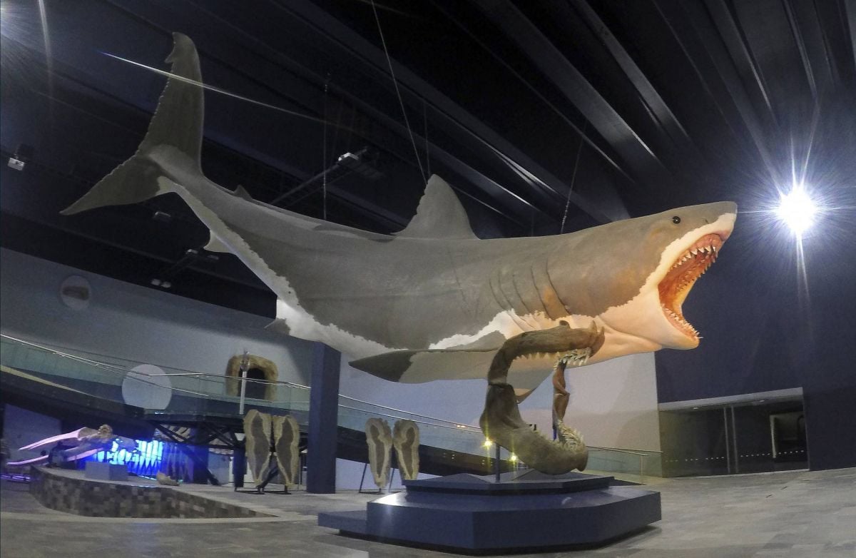 Les mystères de la disparition du mégalodon