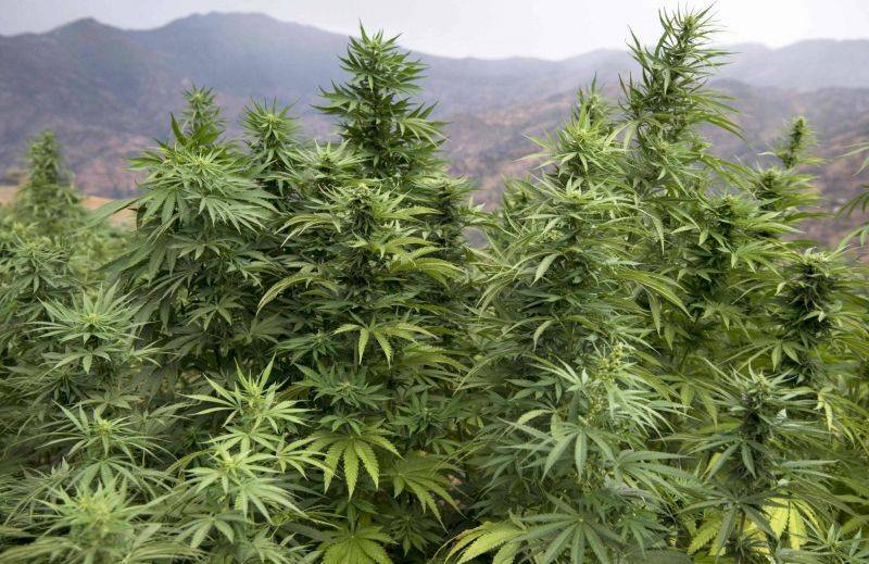 Le Maroc se dote d'une agence de régulation du cannabis légal