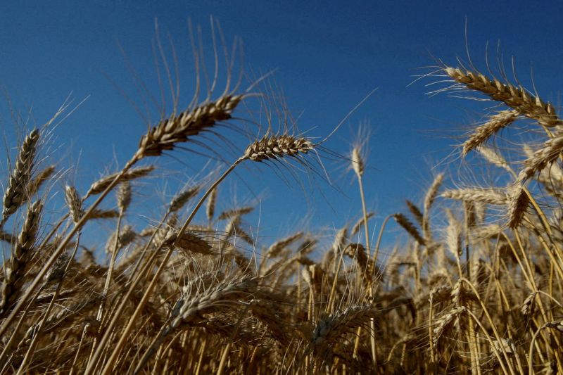 L'Ukraine accuse la Russie de voler du blé pour l'envoyer en Syrie