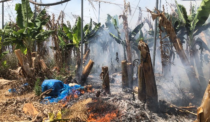 Large fire destroys fruit trees in South Lebanon orchard