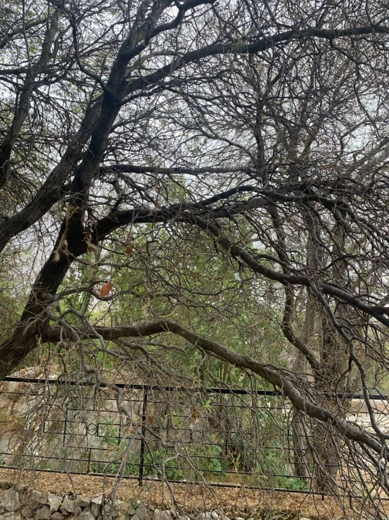 Les chênes du Liban attaqués par une chenille vorace
