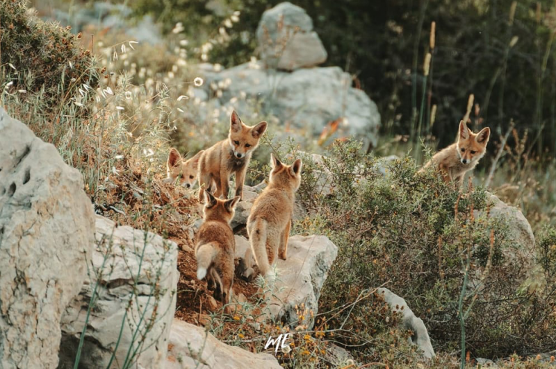 L’instantané touchant d’une famille de renards roux quelque part au Liban