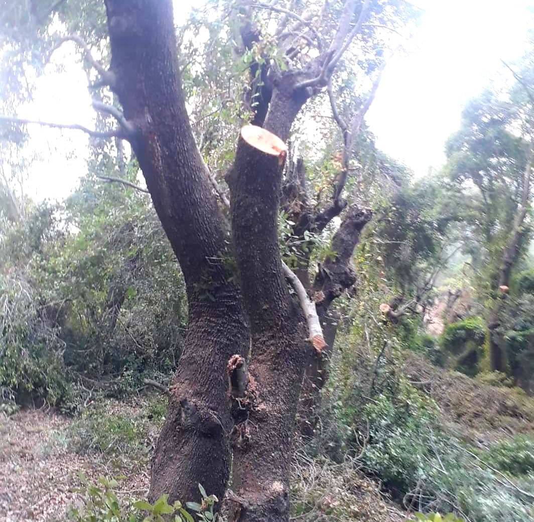 Un maire du Akkar alerte sur des actes de déforestation par des 