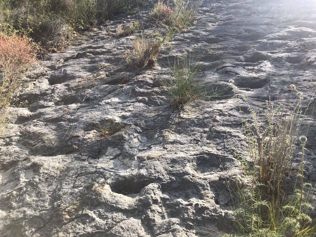 Mobilisation pour protéger des empreintes de pas de dinosaures dans le Kesrouan