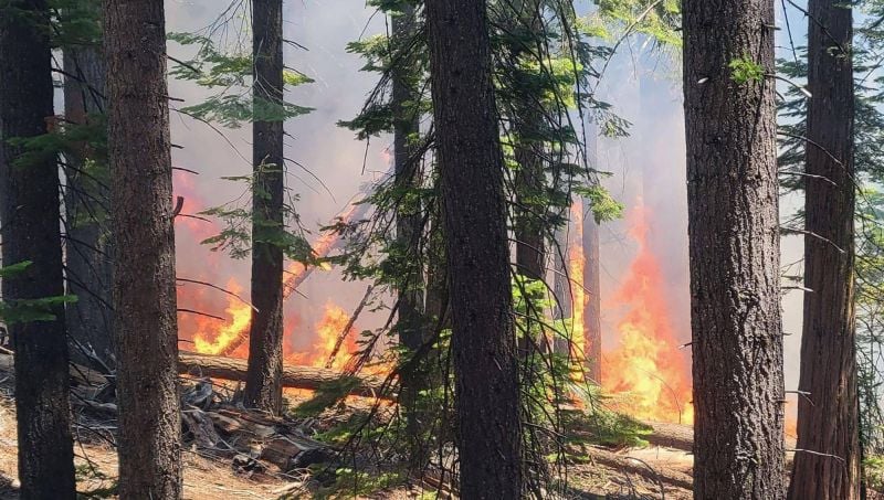 Un incendie menace les séquoias géants du parc de Yosemite