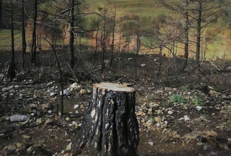 Mayor of Akkar town warns of dangers of deforestation at the hands of “rogue gangs” Mayor of Akkar town warns of dangers of deforestation at the hands of “rogue gangs”