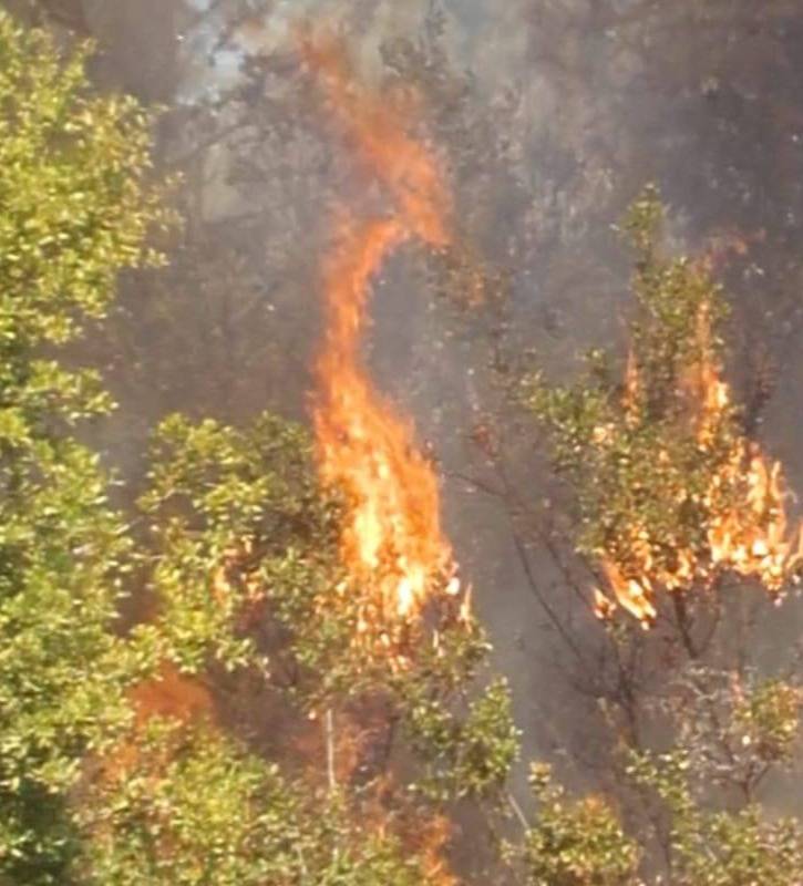 Un incendie maîtrisé hier dans des espaces verts du Akkar redémarre