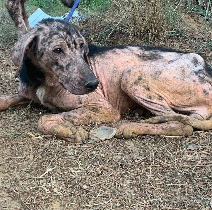 Seventeen of 69 abandoned, neglected dogs remain loose in forest: shelter head
