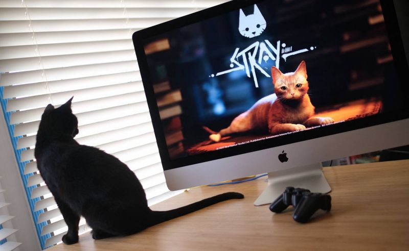 « Stray », le jeu vidéo dont raffolent... les chats