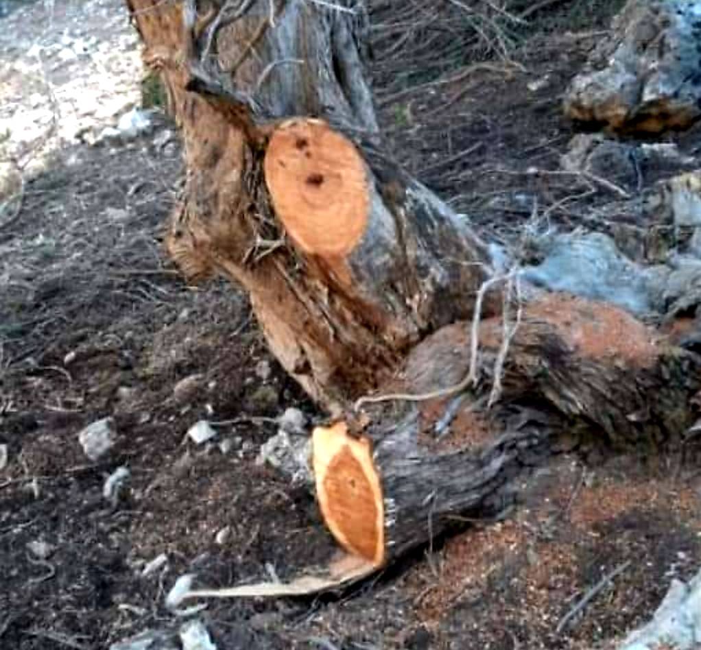 Abattage massif d’arbres dans le Akkar