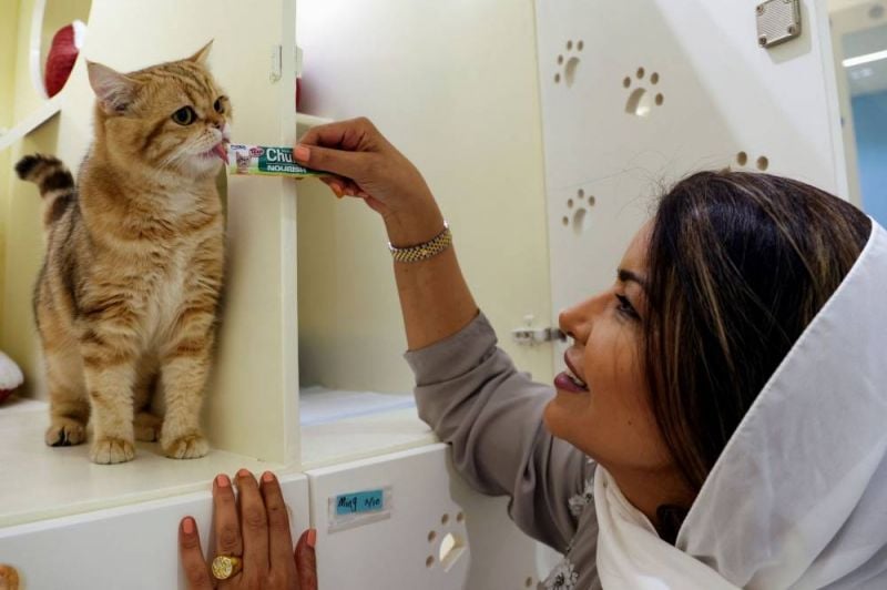 Petoya, premier hôtel cinq étoiles d’Arabie saoudite... pour chats