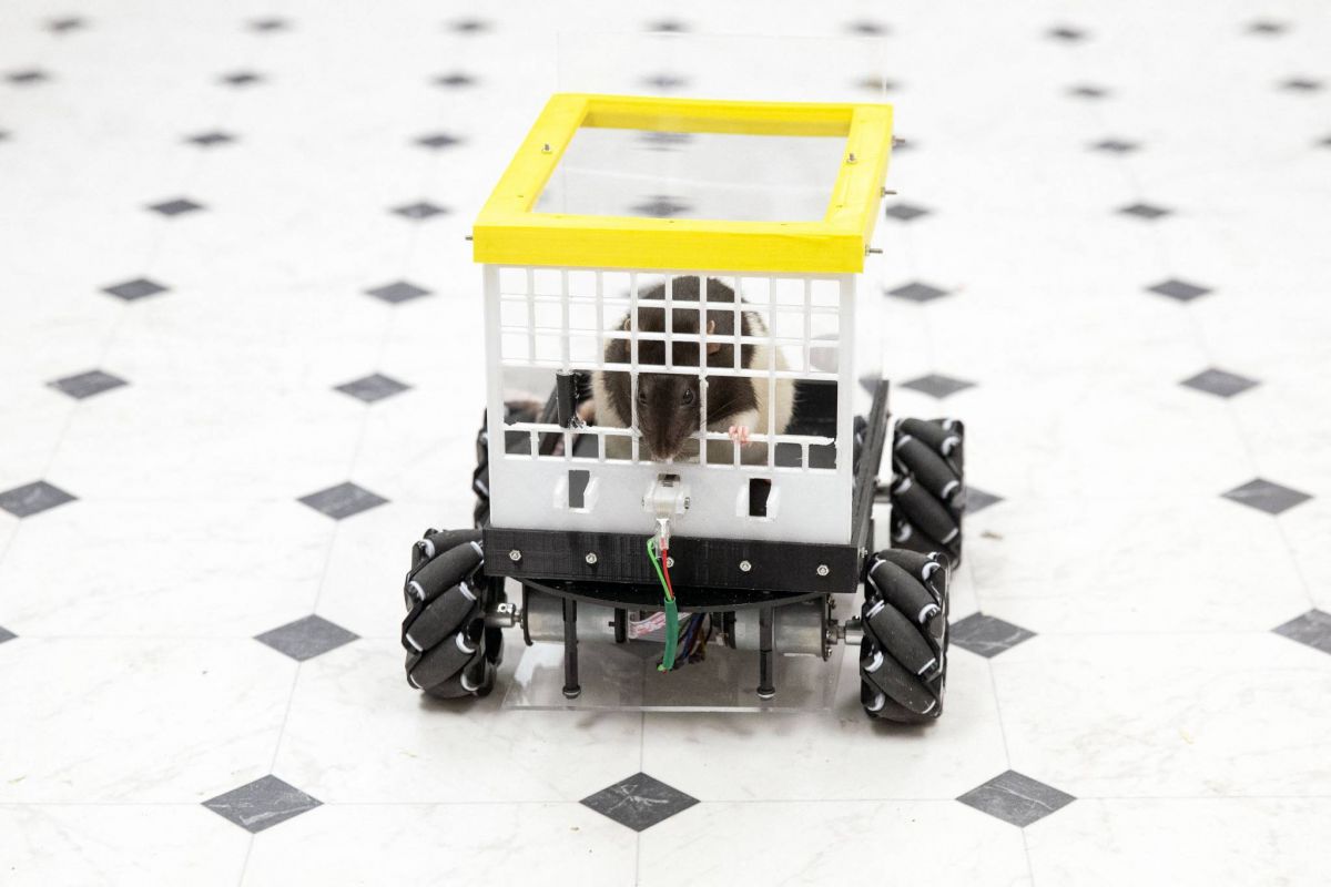 Ce que des rats au volant peuvent nous apprendre sur notre santé mentale