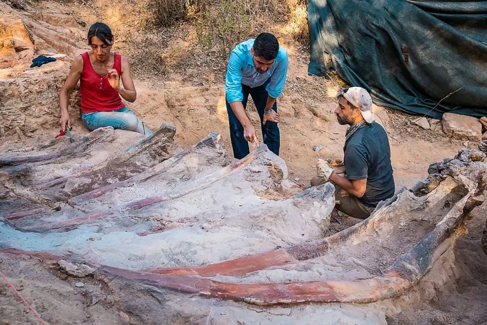 Découverte au Portugal d'un énorme dinosaure sauropode