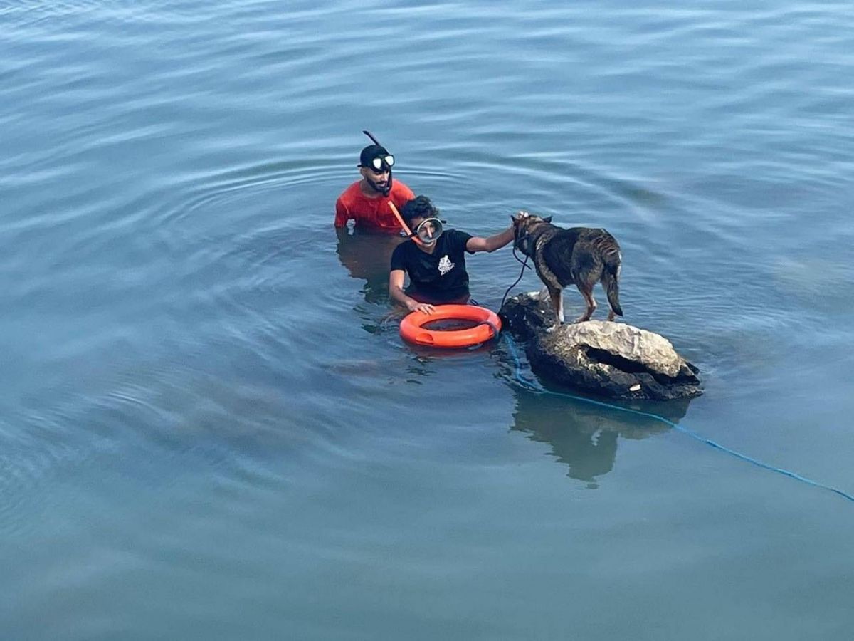 Un chien secouru au large de Saïda