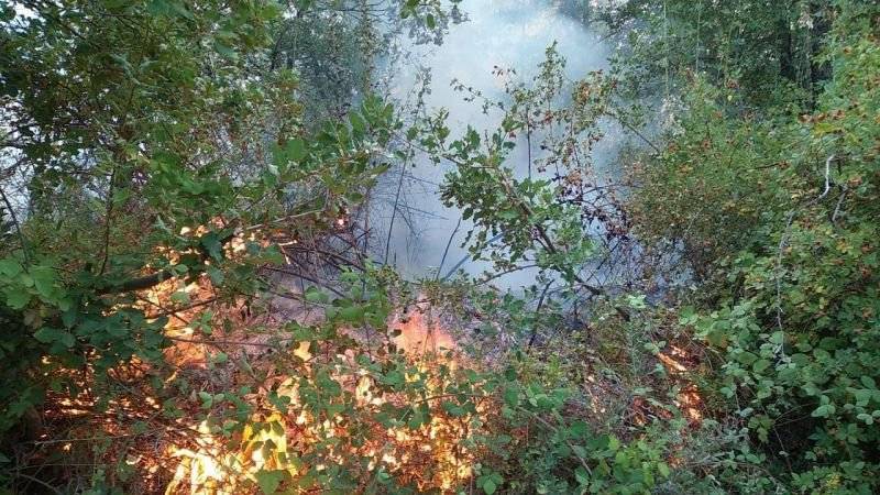 Baskinta forest fire reignites Baskinta forest fire reignites