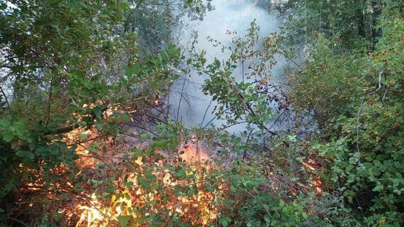 Baskinta forest fire reignites