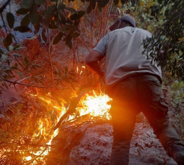 Incendie maîtrisé dans la réserve de cèdres de Tannourine
