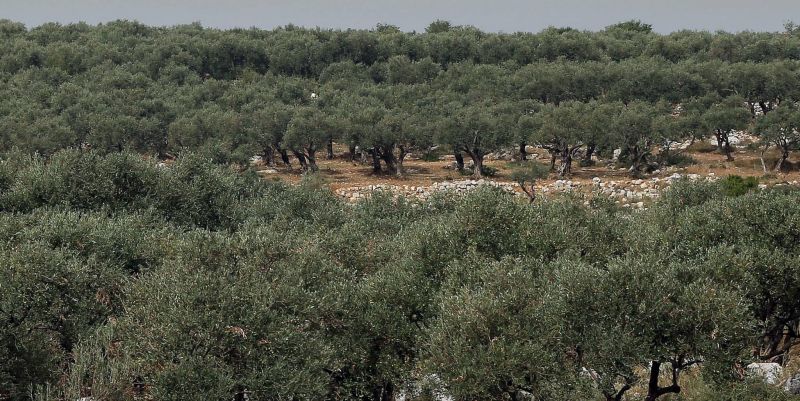 L’olivier au secours des villages libanais
