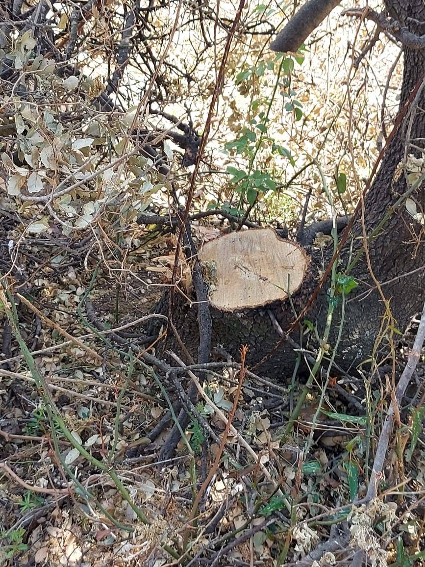 La justice se saisit de l’abattage d’une centaine d’arbres à Mayfouk