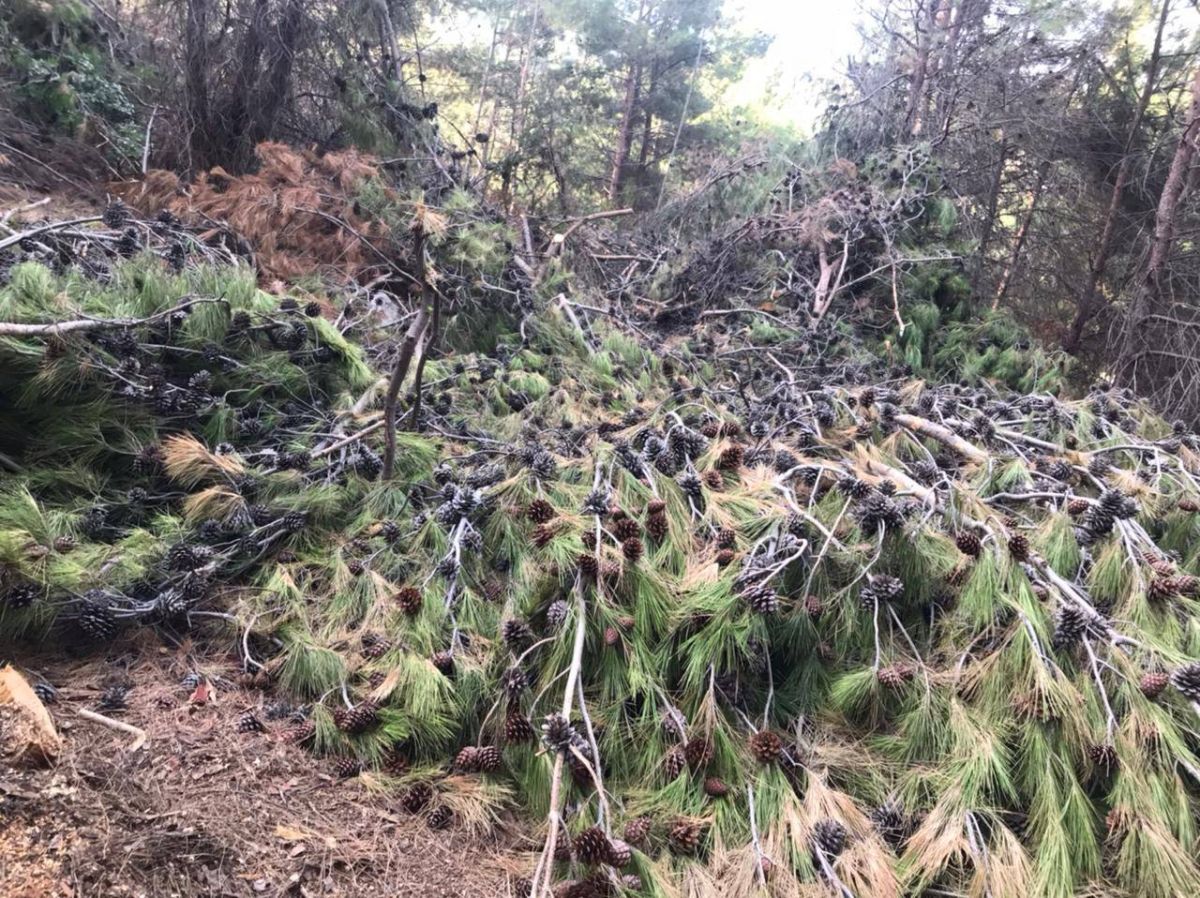 'Environmental crime” in Byblos says MP Najat Aoun Saliba