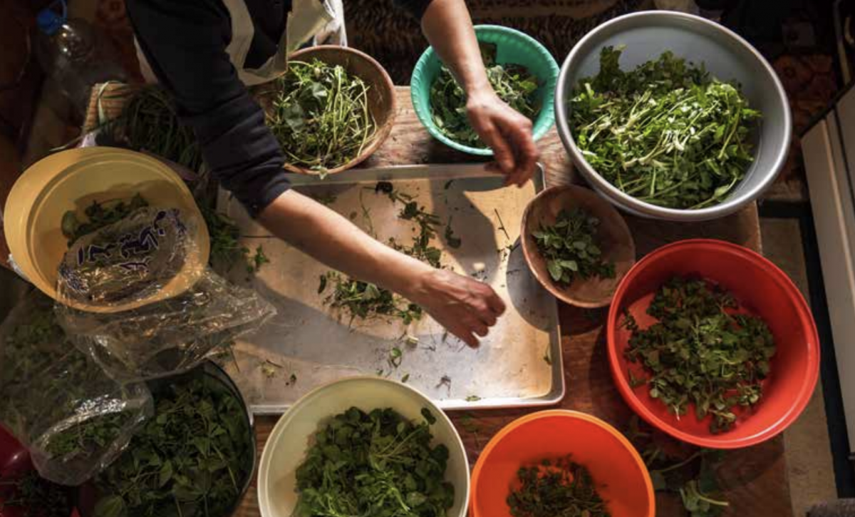 FAO issues food security recommendations for Lebanon FAO issues food security recommendations for Lebanon