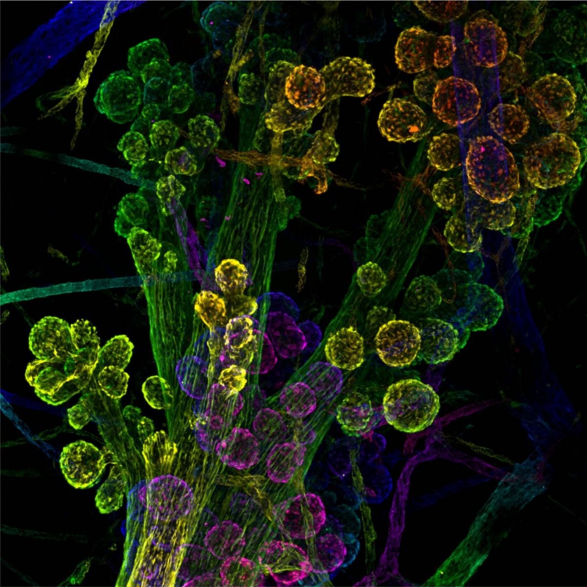 Le réveil des cellules dormantes après un sommeil profond