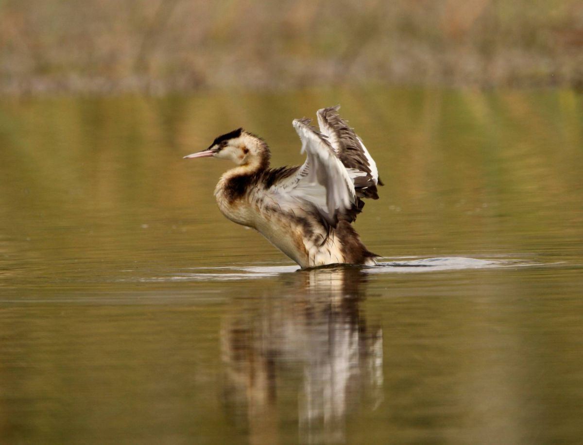 Amid decreased hunting, birdwatchers gather at the tail end of the autumn migration Amid decreased hunting, birdwatchers gather at the tail end of the autumn migration