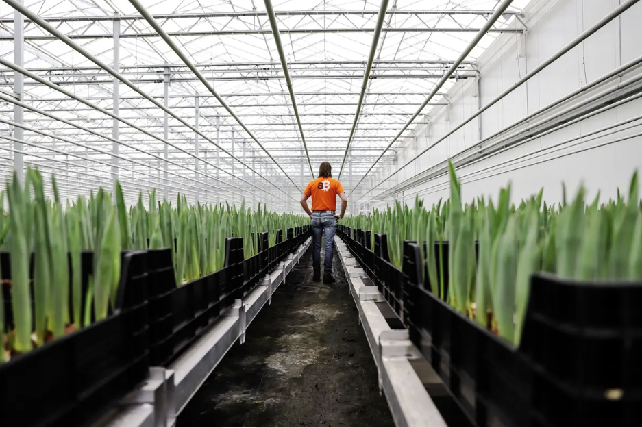 Aux Pays-Bas, les tulipes poussent grâce au bitcoin