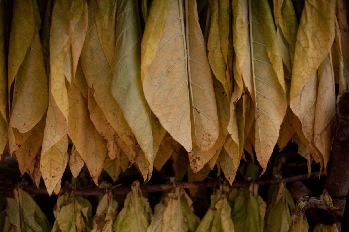 Chauffage plutôt que combustion : les alternatives au tabac pourraient réduire l’exposition aux dommages